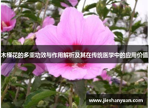 木槿花的多重功效与作用解析及其在传统医学中的应用价值 木槿花的多重功效与作用解析及其在传统医学中的应用价值