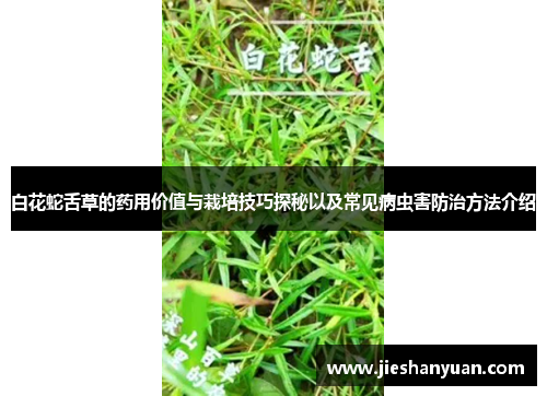白花蛇舌草的药用价值与栽培技巧探秘以及常见病虫害防治方法介绍